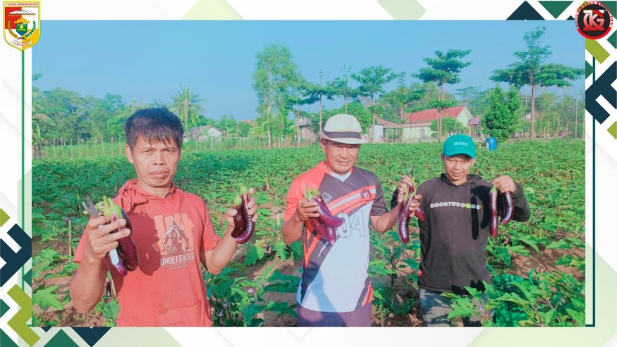 Tiyuh Gunung Katun Tanjungan Panen Hasil Perkebunan Akan Dibagikan Kepada Warganya